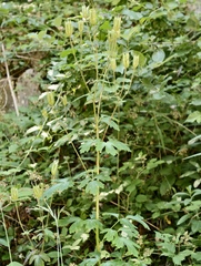 Aquilegia dumeticola, photograph (c) fmunoz, some rights reserved (CC BY)