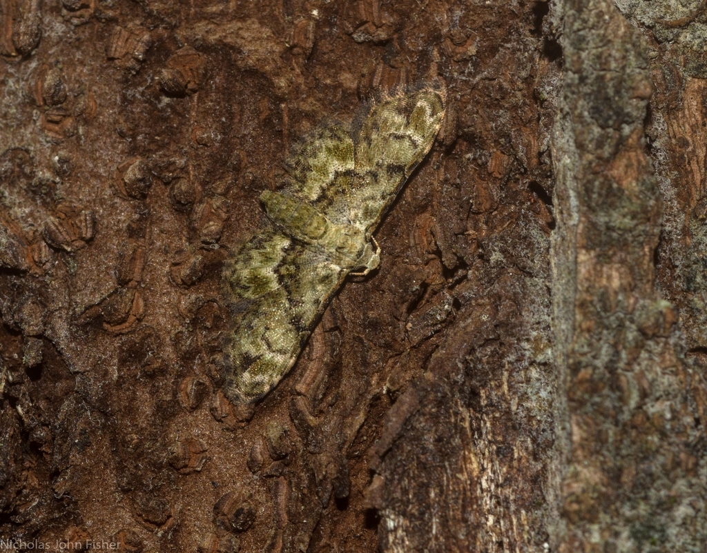 Trissernis ochrochlora
