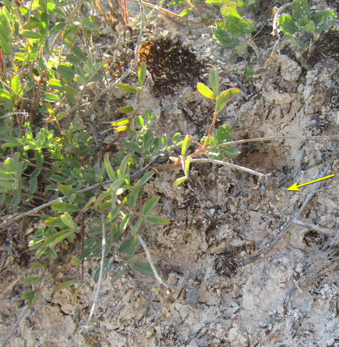 Hippocrepis comosa, photograph 6