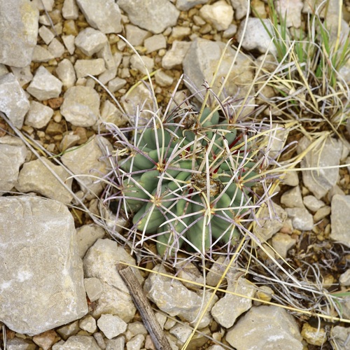 Chihuahuan fishhook cactus