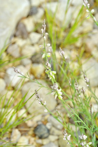 Broom Milkwort