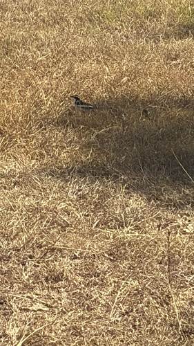 iNaturalist: (c) Karen Carlton-Shields, some rights reserved (CC BY-NC), uploaded by Karen Carlton-Shields iNaturalist image