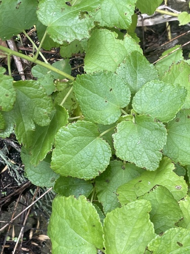 Triumfetta procumbens observed 2026-07-25