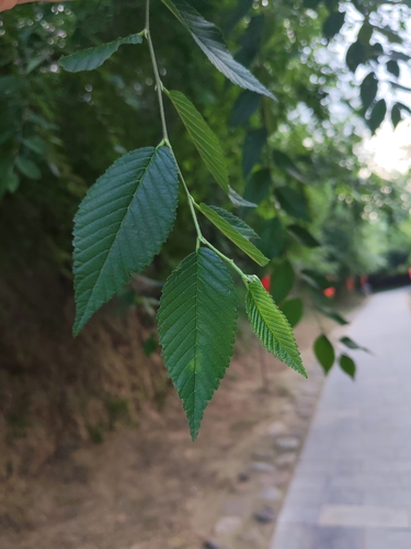 Siberian elm