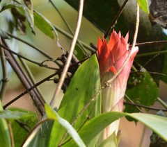Guzmania lingulata