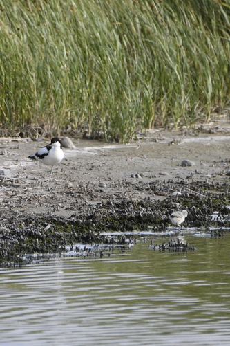 iNaturalist image