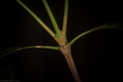 Triflorensia cameronii