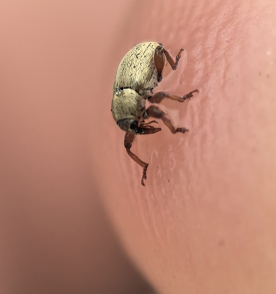 Tychius crassirostris