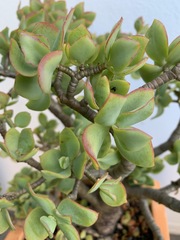 Crassula arborescens arborescens
