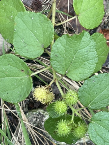 Triumfetta procumbens observed 2026-07-25