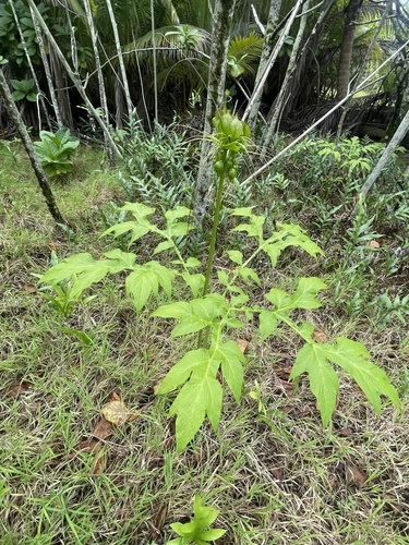 Tacca leontopetaloides observed 2026-07-25