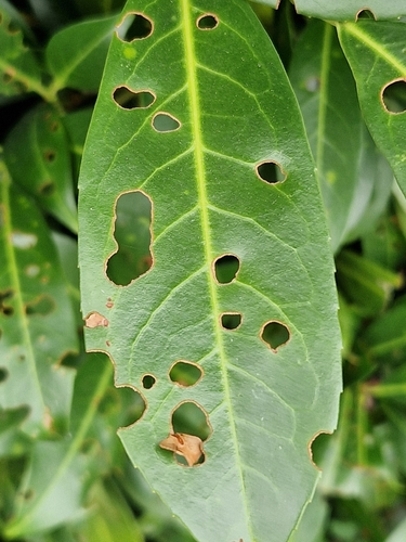 Schrotschusskrankheit · Cherry Shot Hole