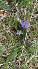 Viola canina