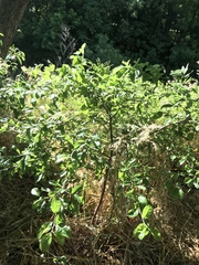 Eucalyptus baueriana