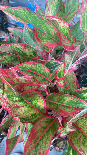 Philippine evergreen