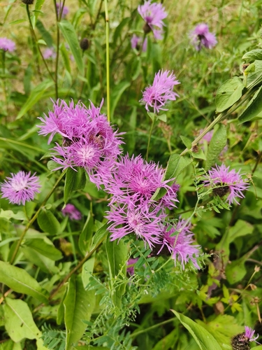 Brown Knapweed