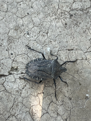 Mediterranean Spiny Stink Bug
