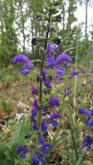 Salvia pratensis