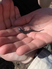 Plethodon glutinosus