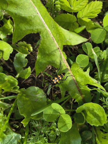 four-banded longhorn beetle