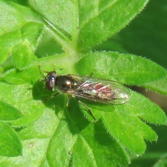 Platycheirus scutatus