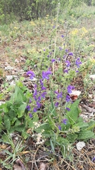 Salvia pratensis