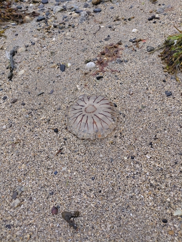Compass Jelly