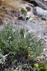 Artemisia genipi
