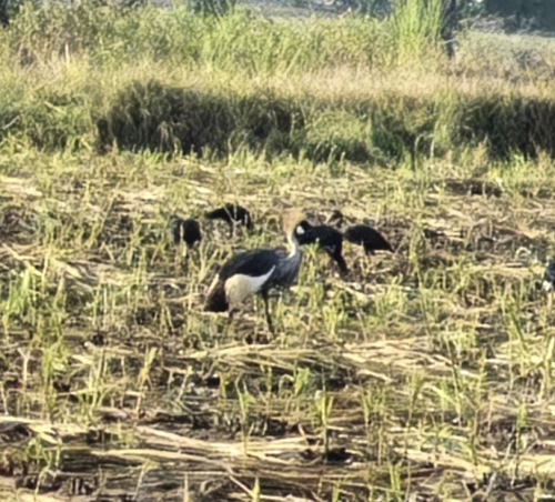 iNaturalist image