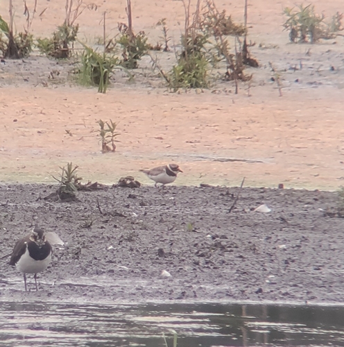 iNaturalist image