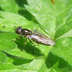 Platycheirus scutatus