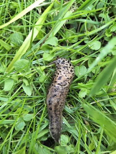 Leopard Slug
