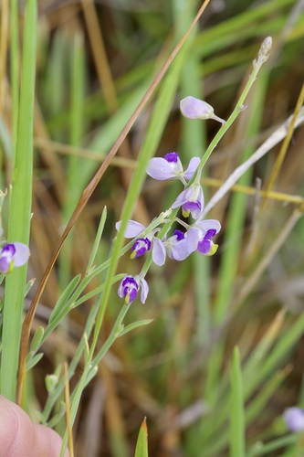 Blue Milkwort