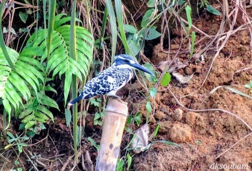 iNaturalist image
