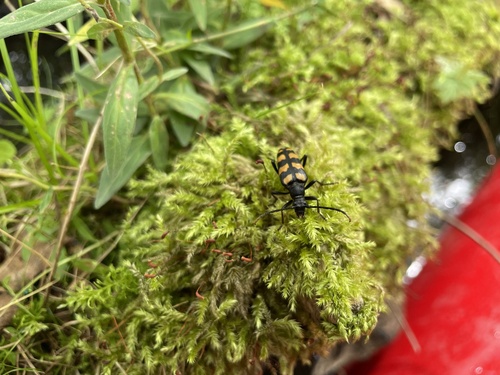 four-banded longhorn beetle