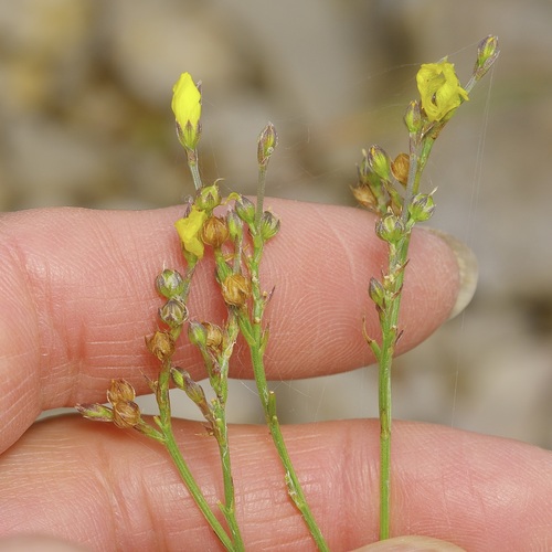 Rock Flax