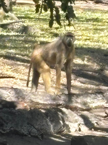 Yellow Baboon