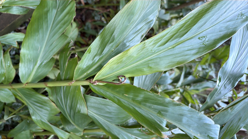 Hedychium flavescens