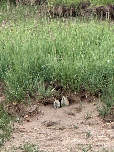 Black-lipped Pika