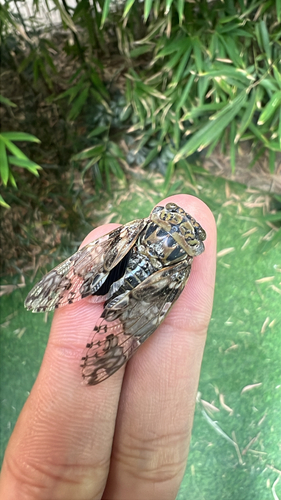 Kaempfer Cicada