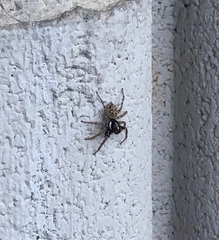 Menemerus semilimbatus