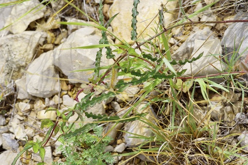 Wavyleaf Twinevine