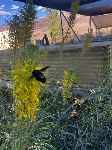 Western Carpenter Bee