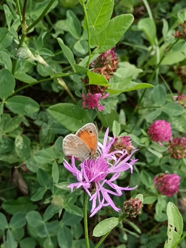 Small Heath