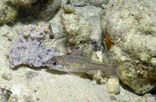 Pristiapogon exostigma observed 2026-07-13