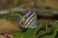 Magneuptychia fugitiva