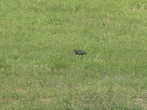 iNaturalist image
