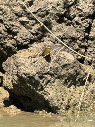 Mertens' Water Monitor