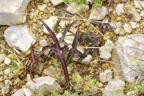 Passiflora tenuiloba, photograph 6