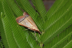 Pseudonoorda rubricostalis